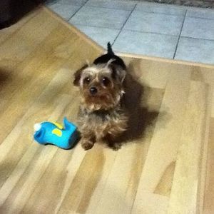 Meet your Posher, Guylaine